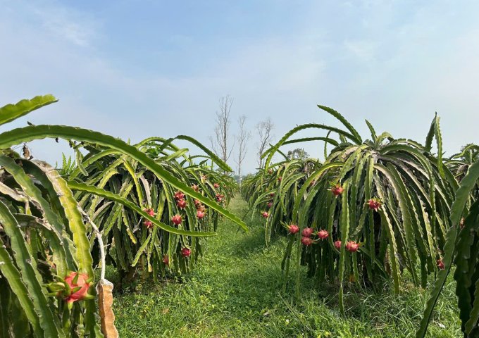 BÁN ĐẤT VƯỜN GIÁ TỐT – HÀM MỸ, HÀM THUẬN NAM, BÌNH THUẬN