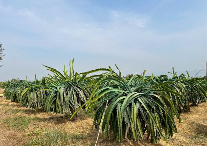 BÁN ĐẤT VƯỜN GIÁ TỐT – HÀM MỸ, HÀM THUẬN NAM, BÌNH THUẬN