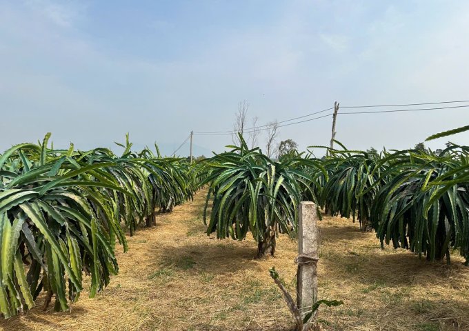 BÁN ĐẤT VƯỜN GIÁ TỐT – HÀM MỸ, HÀM THUẬN NAM, BÌNH THUẬN