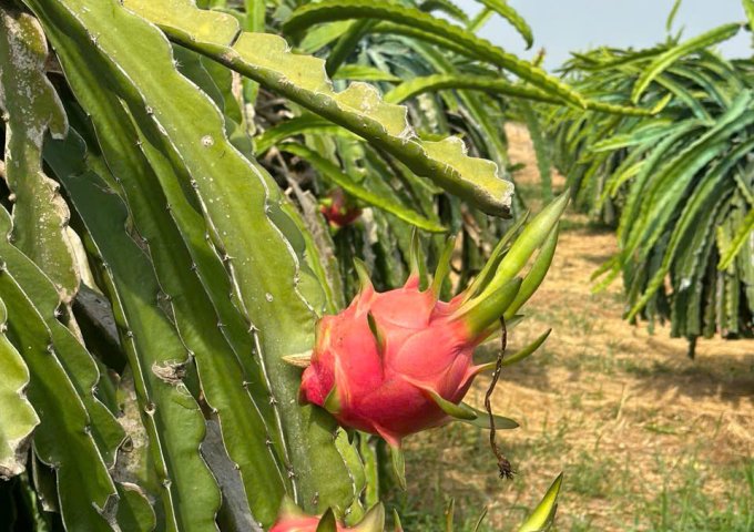 BÁN ĐẤT VƯỜN GIÁ TỐT – HÀM MỸ, HÀM THUẬN NAM, BÌNH THUẬN