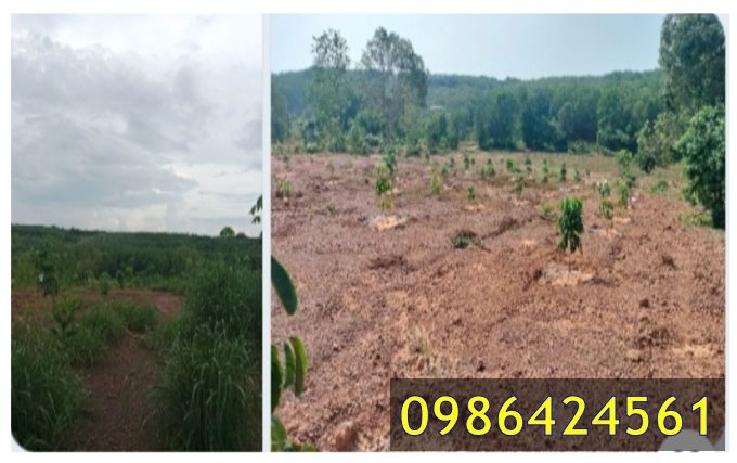 ⭐Chính chủ bán mảnh đất trồng cây lâu năm xã Tân Thành (cũ), Đồng Xoài, Đồng Nai, 0986424561