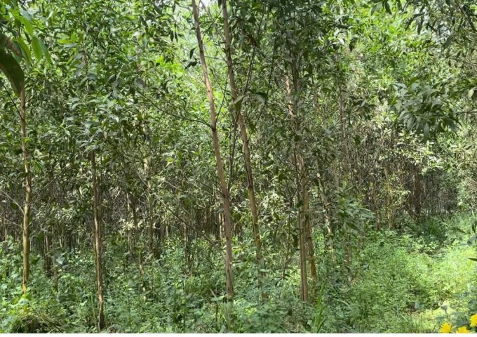 Chính Chủ Bán 10.800m2 Đất Nông Nghiệp Tại ẤP 6, An Viễn, Trảng Bom, Đồng Nai