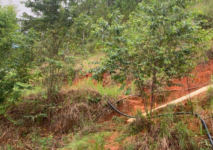 SIÊU PHẨM ĐẤT NÔNG NGHIỆP TẠI LẠC DƯƠNG – CƠ HỘI VÀNG CHO NHÀ ĐẦU TƯ