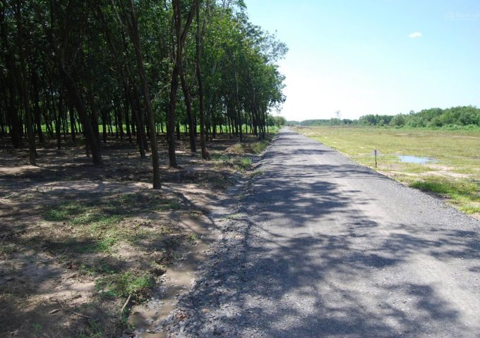 Chính chủ Bán đất vườn tại sân bay Long Thành, 39 tỷ, 11.500 m2, đầu tư siêu lợi nhuận