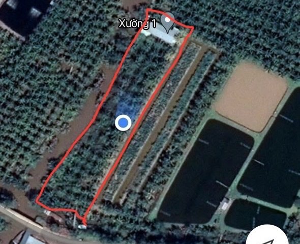 Cần Bán Đất Vườn Dừa 5.068 m² Gần UBND Xã Phú Long, Huyện Bình Đại – Bến Tre Cũ