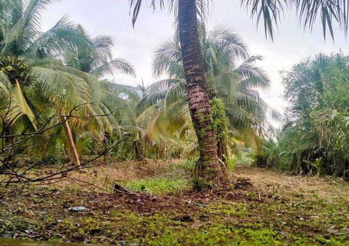 Cần Bán Đất Vườn Dừa 5.068 m² Gần UBND Xã Phú Long, Huyện Bình Đại – Bến Tre Cũ