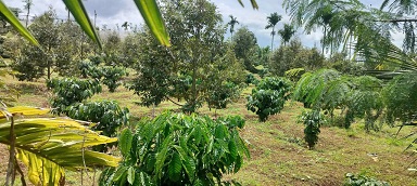 ► CHÍNH CHỦ CẦN BÁN GẤP 2 LÔĐẤT CÀ PHÊ – TIÊU – CÓ DIỆN TÍCH LỚN, GIÁ TỐT