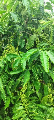 ► CHÍNH CHỦ CẦN BÁN GẤP 2 LÔĐẤT CÀ PHÊ – TIÊU – CÓ DIỆN TÍCH LỚN, GIÁ TỐT