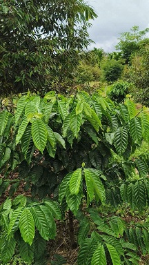 ► CHÍNH CHỦ CẦN BÁN GẤP 2 LÔĐẤT CÀ PHÊ – TIÊU – CÓ DIỆN TÍCH LỚN, GIÁ TỐT