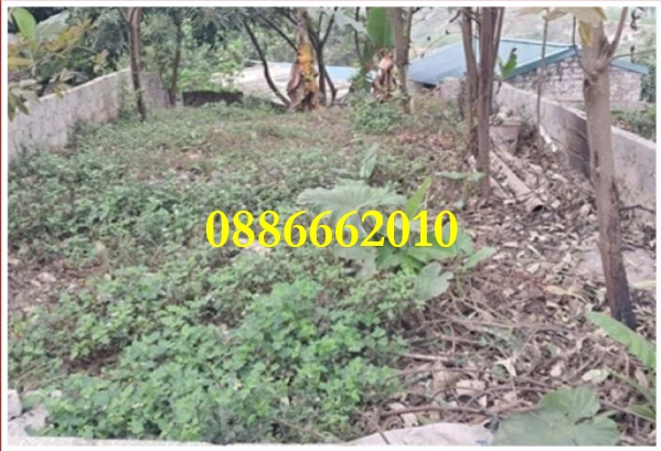 ⭐Chính chủ bán đất phân lô KTT Quân đội đường liên xã (Thủy Xuân Tiên), Xuân Mai, Hà Nội. 0886662010