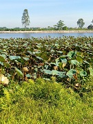 CƠ HỘI HIẾM – ĐẤT ĐẸP GIÁ RẺ HƠN 10% Vị trí vàng ngay Cụm Công Nghiệp Mỹ Thuận, tiềm năng tăng giá cực nhanh!