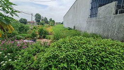 CẦN BÁN ĐẤT Ở NÔNG THÔN – XÃ HÒA KHÁNH ĐÔNG, HUYỆN ĐỨC HÒA, LONG AN