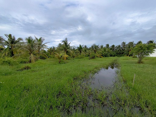 BÁN NHANH LÔ ĐẤT ĐẸP GIÁ TỐT – VỊ TRÍ TIỀM NĂNG TẠI BÌNH PHÚ, BẾN TRE
