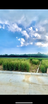 CƠ HỘI ĐẦU TƯ CỰC HIẾM – CHỈ 300 TRIỆU/LÔ VỊ TRÍ: XÃ THÀNH TRỰC – THẠCH THÀNH – THANH HÓA