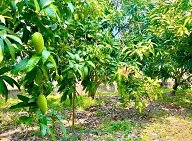 CẦN BÁN ĐẤT CHÍNH CHỦ – GIÁ RẺ CHỈ 390 TRIỆU – PHÁP LÝ RÕ RÀNG TẠI ĐỒNG NAI