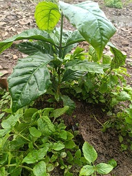 CHÍNH CHỦ CẦN BÁN MẢNH ĐẤT RẪY ĐÃ TRỒNG SẴN CÂY – EASUP, ĐẮK LẮK