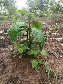 CHÍNH CHỦ CẦN BÁN MẢNH ĐẤT RẪY ĐÃ TRỒNG SẴN CÂY – EASUP, ĐẮK LẮK