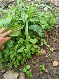 CHÍNH CHỦ CẦN BÁN MẢNH ĐẤT RẪY ĐÃ TRỒNG SẴN CÂY – EASUP, ĐẮK LẮK