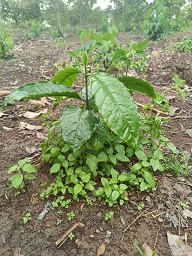 CHÍNH CHỦ CẦN BÁN MẢNH ĐẤT RẪY ĐÃ TRỒNG SẴN CÂY – EASUP, ĐẮK LẮK