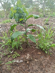 CHÍNH CHỦ CẦN BÁN MẢNH ĐẤT RẪY ĐÃ TRỒNG SẴN CÂY – EASUP, ĐẮK LẮK