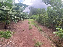 HÍNH CHỦ BÁN GẤP 1000m² ĐẤT TẠI BẮC TÂN UYÊN - GIÁ SIÊU TỐT CHỈ 750 TRIỆU!