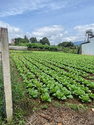 BÁN ĐẤT ĐẸP – XÃ ĐẠ RÒN, ĐƠN DƯƠNG, LÂM ĐỒNG