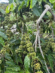 CẦN BÁN ĐẤT NÔNG NGHIỆP TẠI ĐỨC TRỌNG – LÂM ĐỒNG