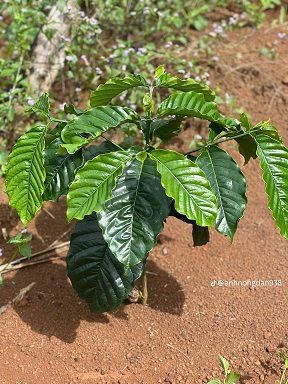 BÁN ĐẤT NÔNG NGHIỆP – THÔN PHÚ VINH, XÃ QUẢNG PHÚ, LÂM ĐỒNG