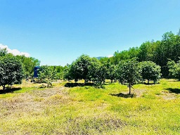 Bán đất vườn tại thôn 5, xã Diên Đồng, huyện Diên Khánh, Khánh Hòa – giá 950 triệu