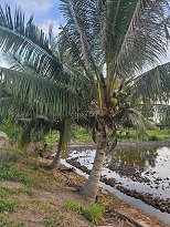 NGỘP – BÁN GẤP 3.268m² ĐẤT RUỘNG SIÊU ĐẸP, GIÁP RANH TP.HCM, 62m MẶT TIỀN KÊNH