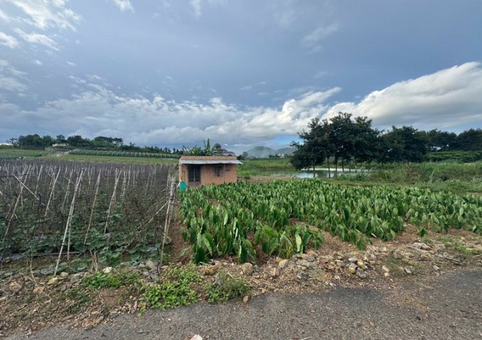 Cần bán 12 lô đất. Xã Phú Hội, Xã Ninh Gia, xã Tà Hine. xã Lạc Dương. Lâm Đồng.