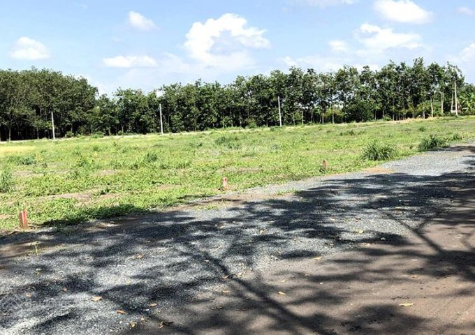 BÁN HOẶC CHO THUÊ 1.500M² ĐẤT CLN GIÁ TỐT – ĐƯỜNG BÔNG VĂN DĨA, TÂN NHỰT, BÌNH CHÁNH