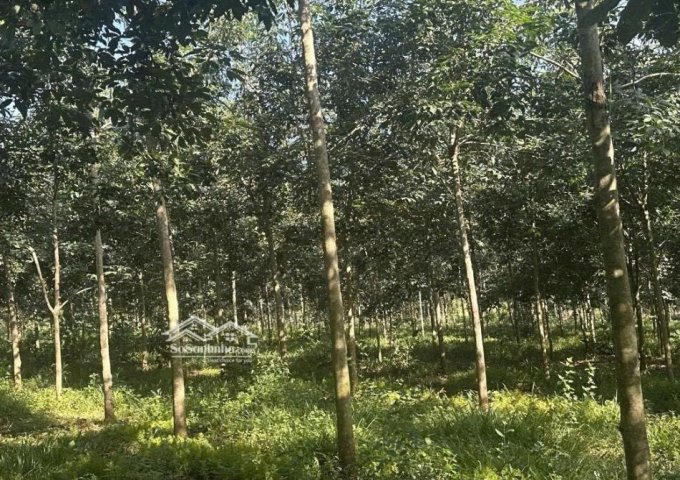 CHỦ KẸT TIỀN – BÁN GẤP 2,2HA ĐẤT CAO SU THU NHẬP TRÊN 30tr/THÁNG– 100M MẶT TIỀN ĐƯỜNG NHỰA 6M