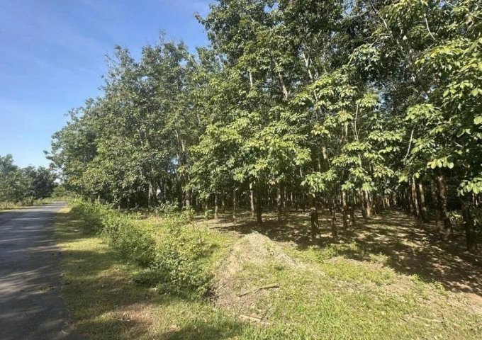 CHỦ KẸT TIỀN – BÁN GẤP 2,2HA ĐẤT CAO SU THU NHẬP TRÊN 30tr/THÁNG– 100M MẶT TIỀN ĐƯỜNG NHỰA 6M